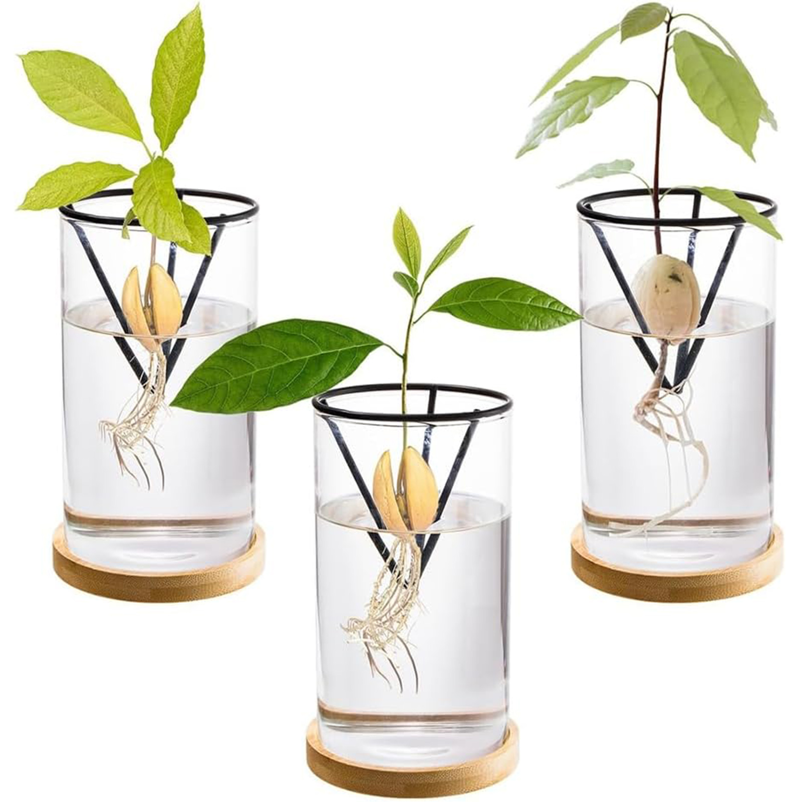 Crystal Growing Kit - 1 مجموعة شجرة الأفوكادو تزايد مجموعات