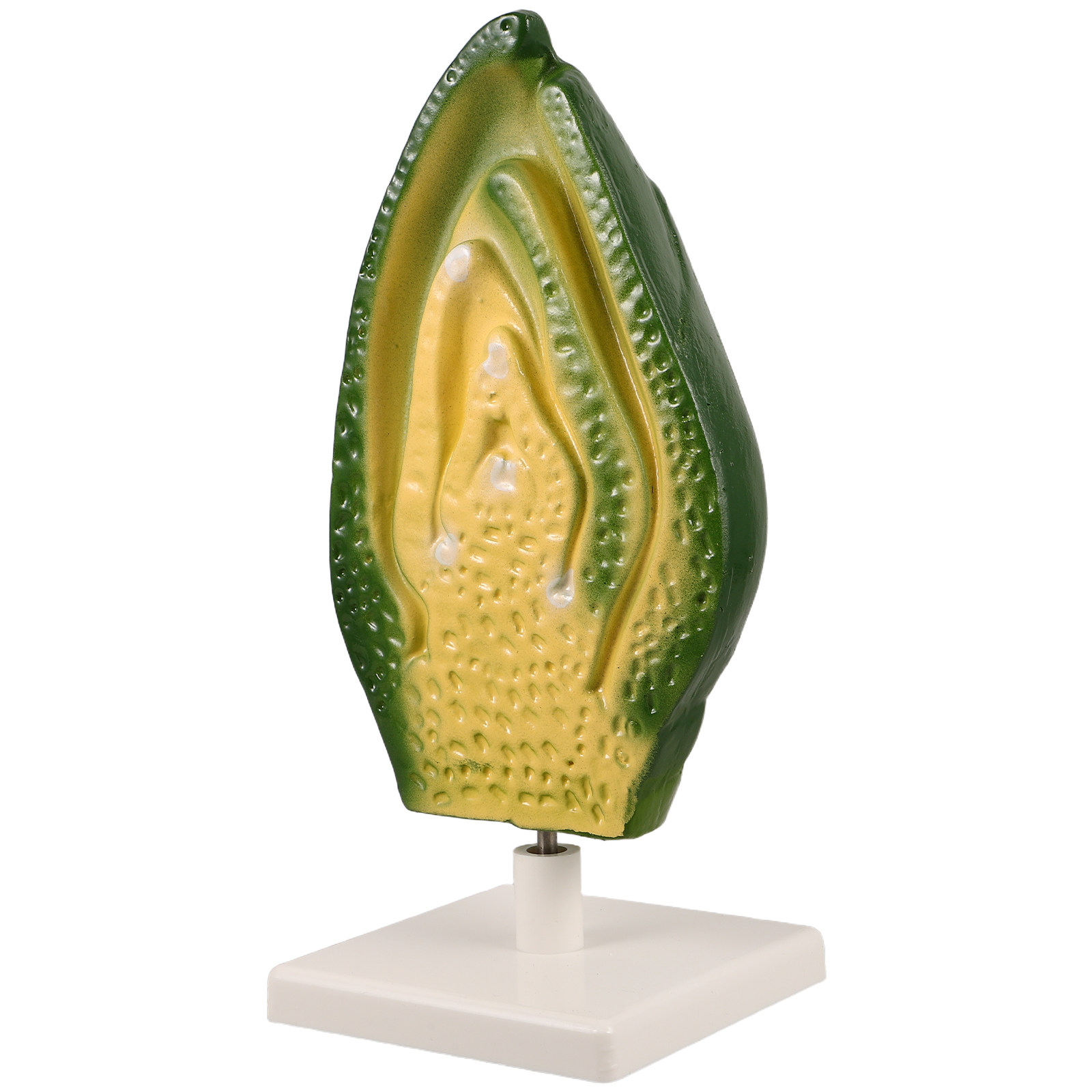 Science Exhibition Models - نموذج تفصيلي لجنين بذرة النبات، وسيلة