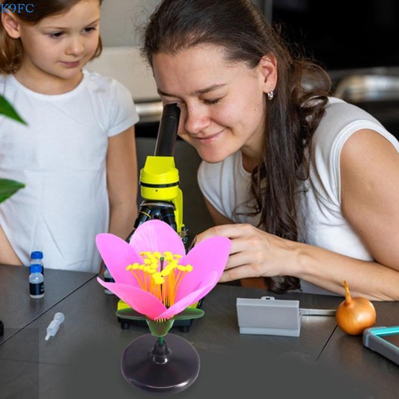 K9FC نموذج تعليمي واقعي للنبات - مراجعة Science Exhibition Models وسعره