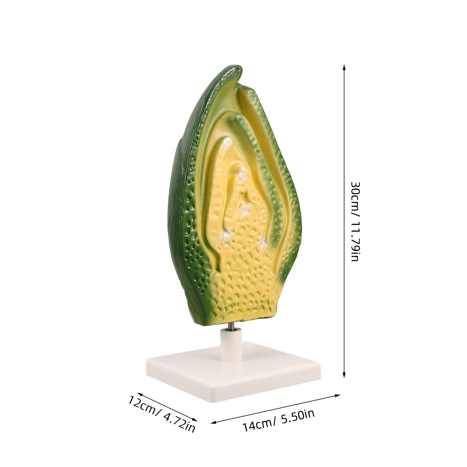 نموذج تفصيلي لجنين بذرة النبات - مراجعة Science Exhibition Models وسعره